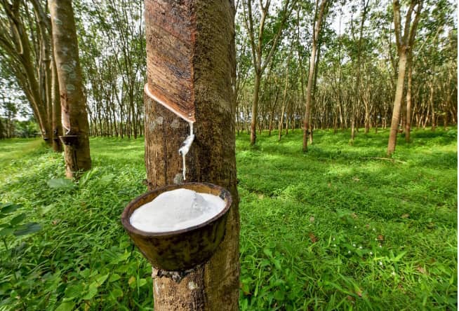 Latex_Extract_from_Rubber_Tree_in_Ogun_state