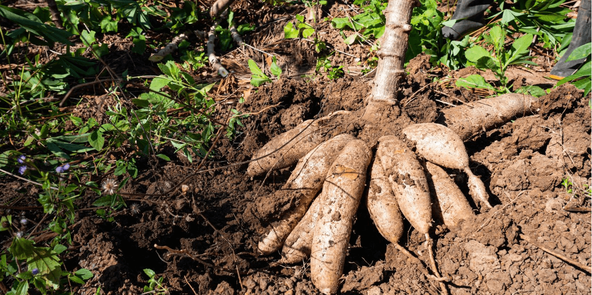 cassava tuber
